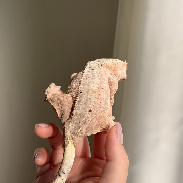 슈퍼달마시안 달마시안 레드