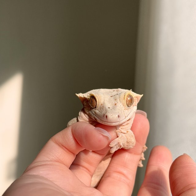 슈퍼달마시안 달마시안 레드