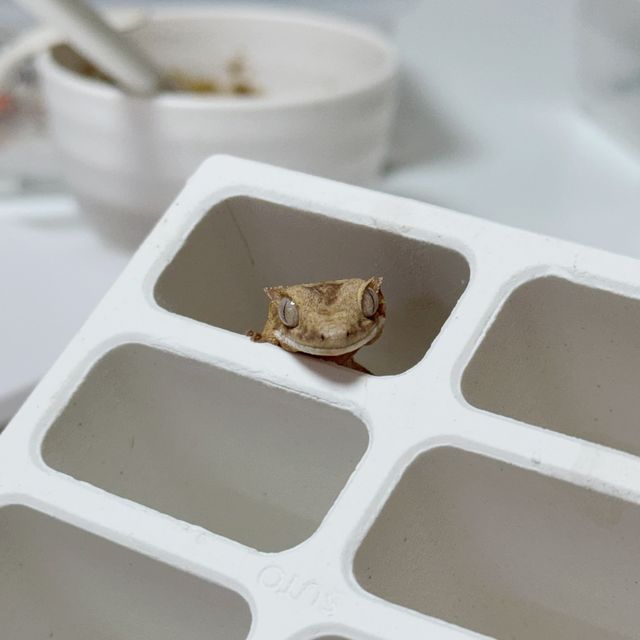 팬텀 릴리화이트