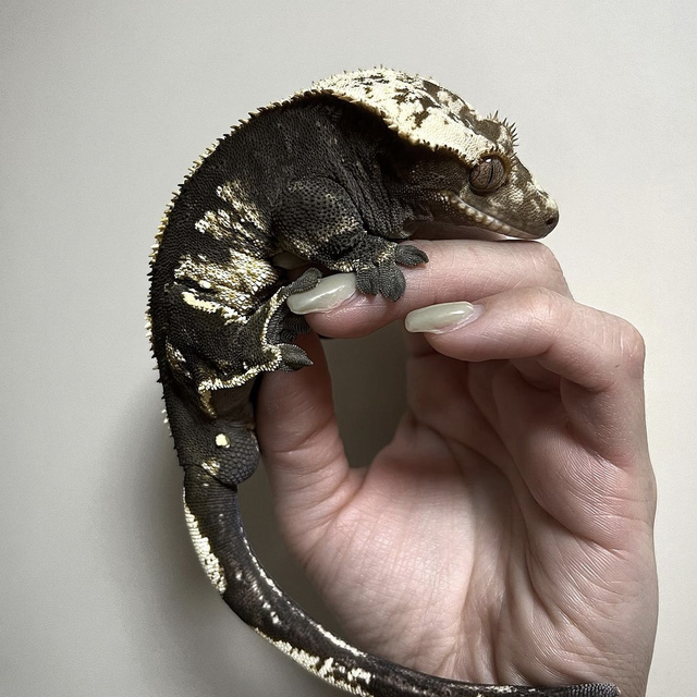 할리퀸 다크