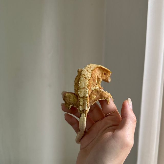 노멀 100%헷아잔틱 크림시클