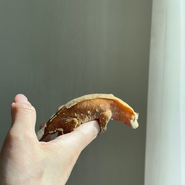레드