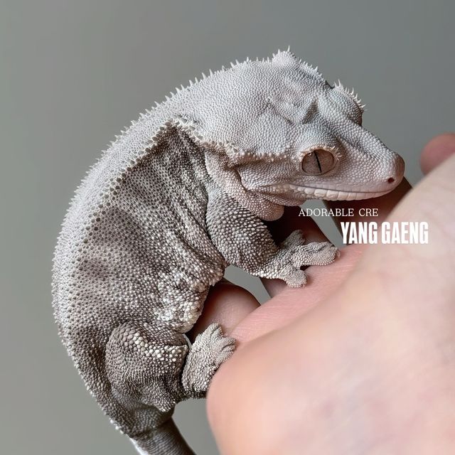 팬텀 릴리화이트