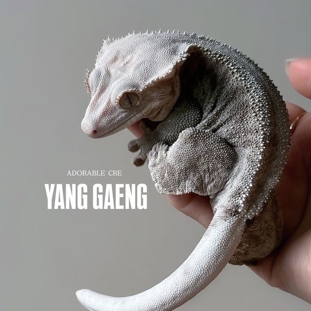 팬텀 릴리화이트