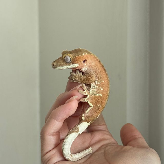 바이 레드