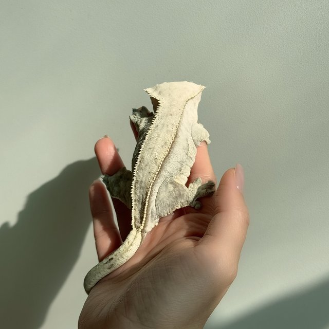 노멀 핀스트라이프 쿼드