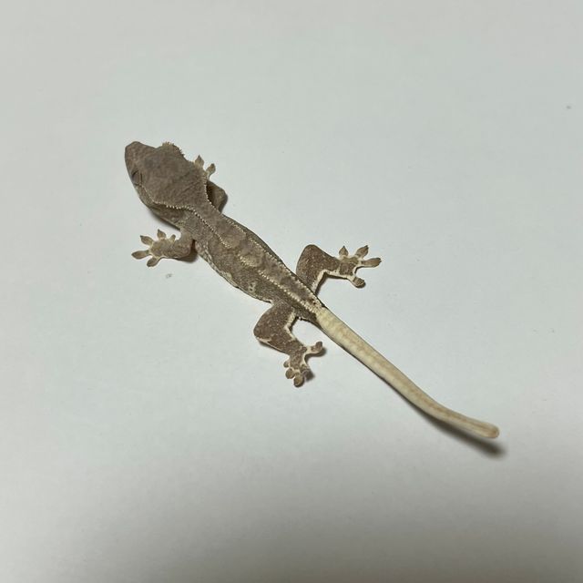 팬텀 릴리화이트