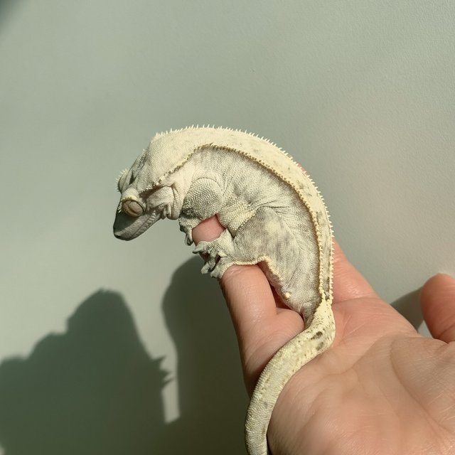 노멀 핀스트라이프 쿼드