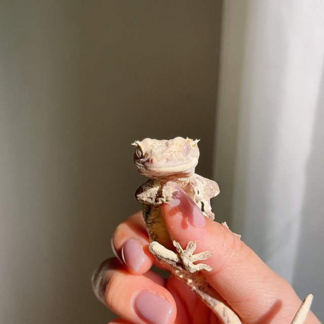 릴리100%헷아잔틱 릴리화이트