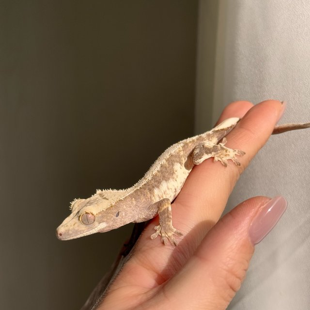 릴리100%헷아잔틱