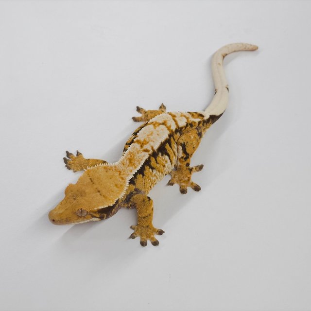 노멀 트라이 익스트림할리퀸