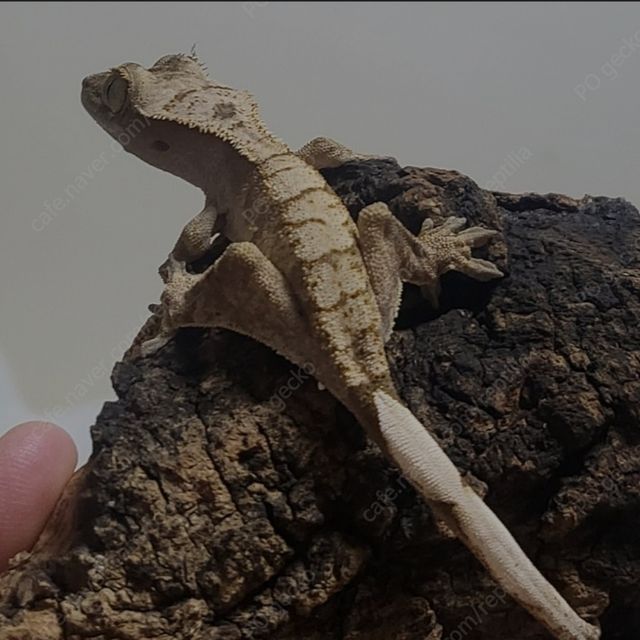익스트림할리퀸