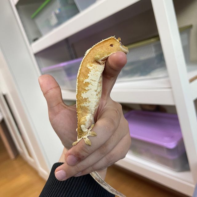 노멀 옐로우 크림시클 화이트 레이지