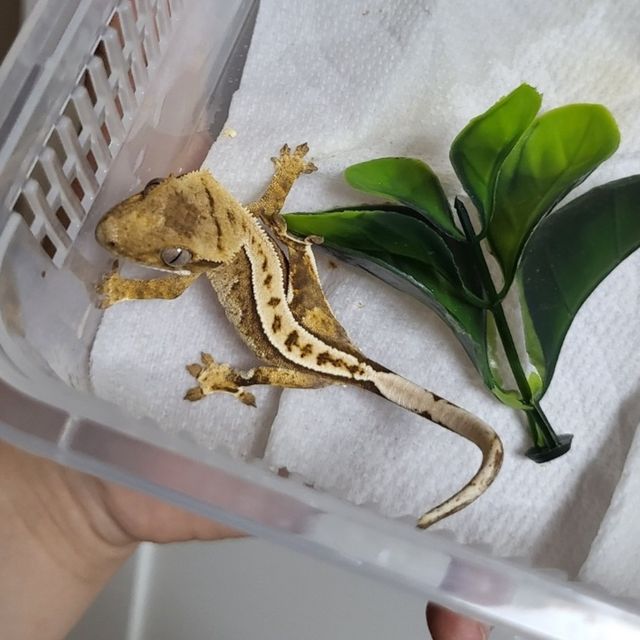 노멀 크림 크림시클