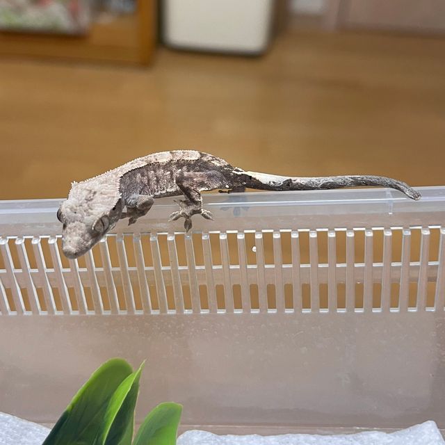 카푸치노