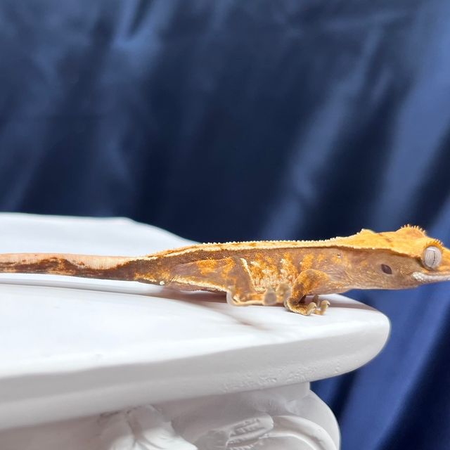 노멀 트라이 텐저린
