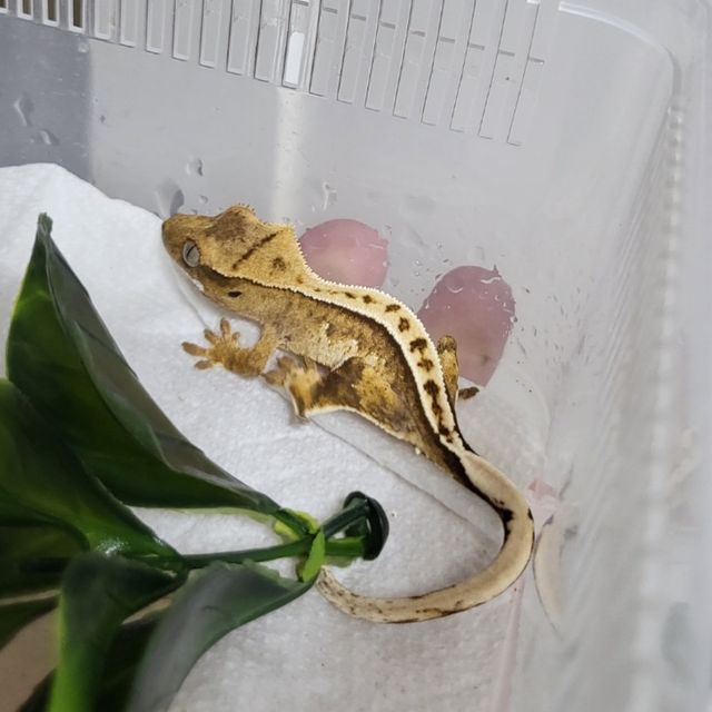 노멀 크림 크림시클