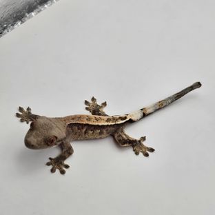 세이블
