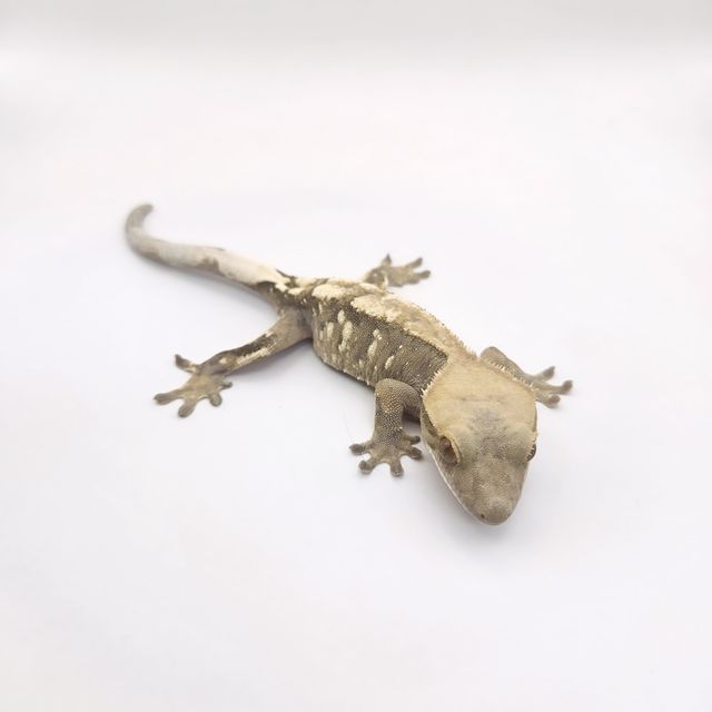 세이블