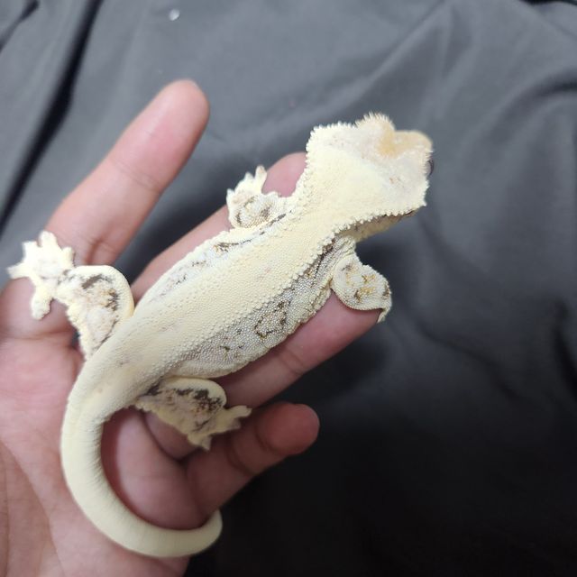 릴리 세이블