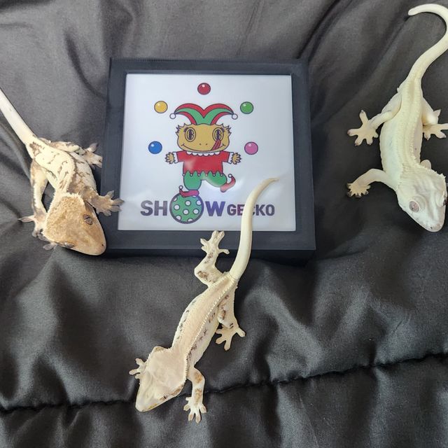노멀