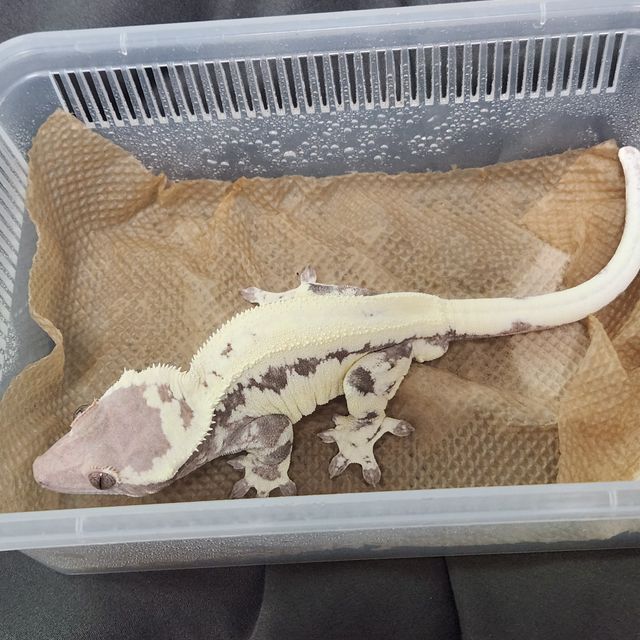 프라푸치노