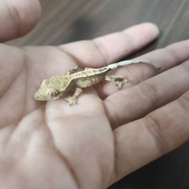 세이블
