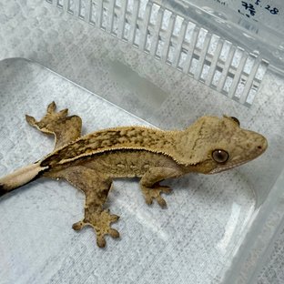 누네