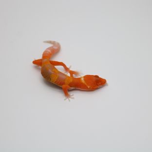 블러드 만다린 벨