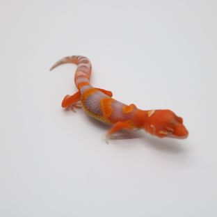블러드 만다린 벨