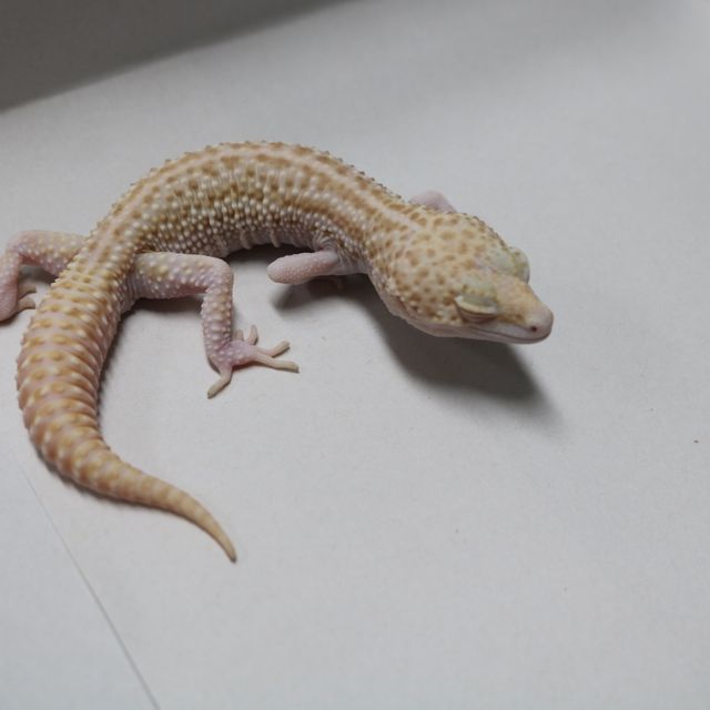 스노우 벨