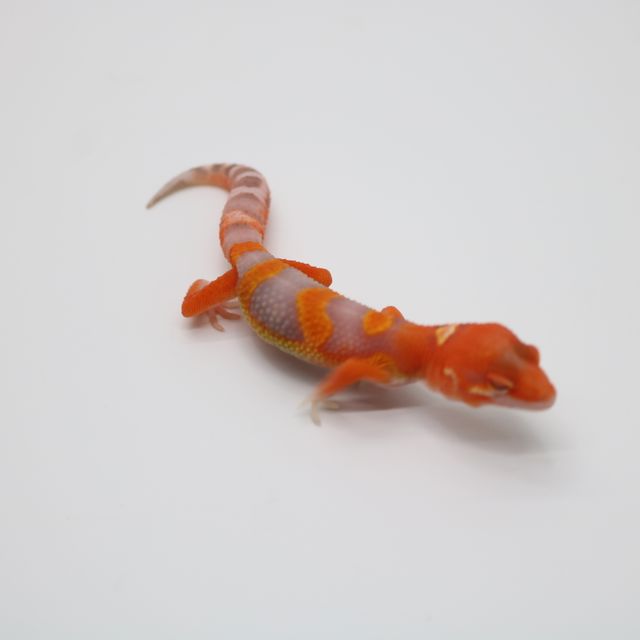 블러드 만다린 벨