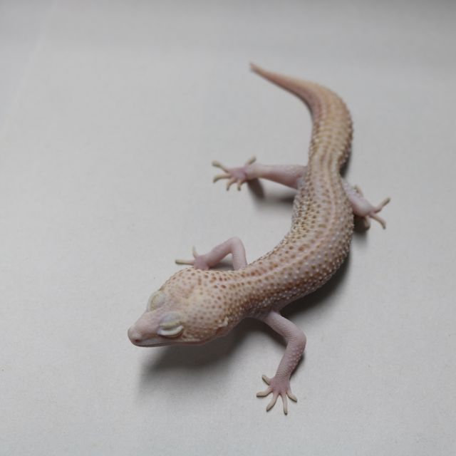 갤럭시 벨