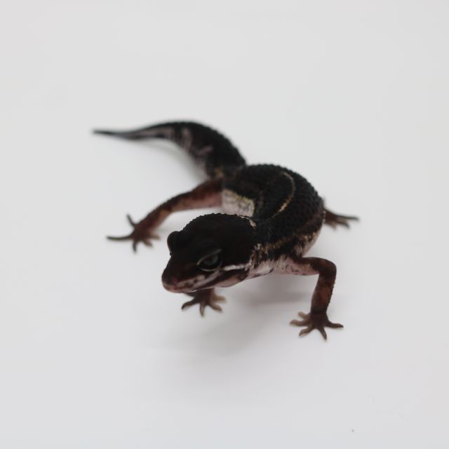 스노우 블랙나이트