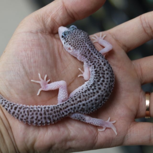갤럭시