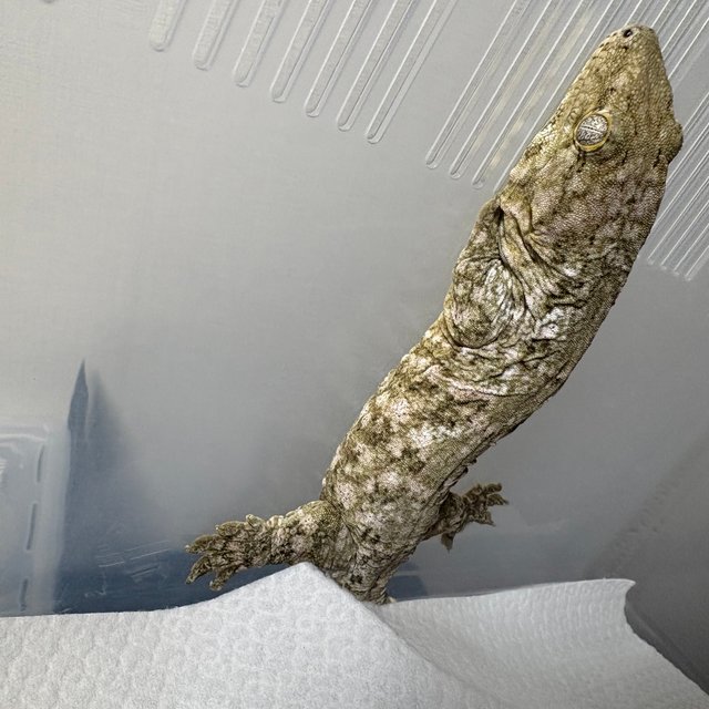 카나와 하이 컬러