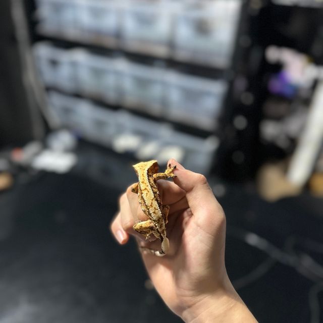 바브