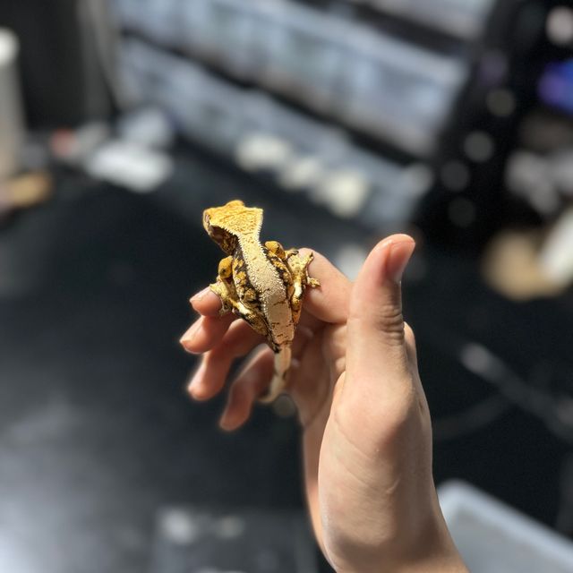 바브