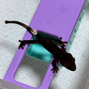 팬텀 챠콜 패턴리스