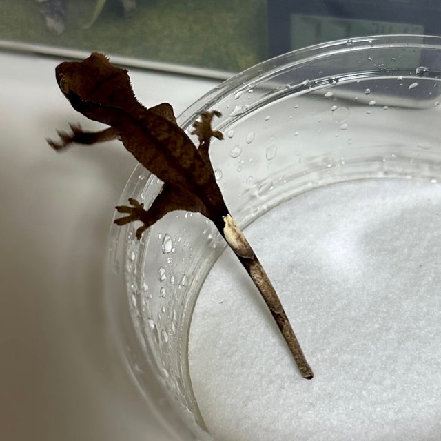 팬텀 챠콜 패턴리스