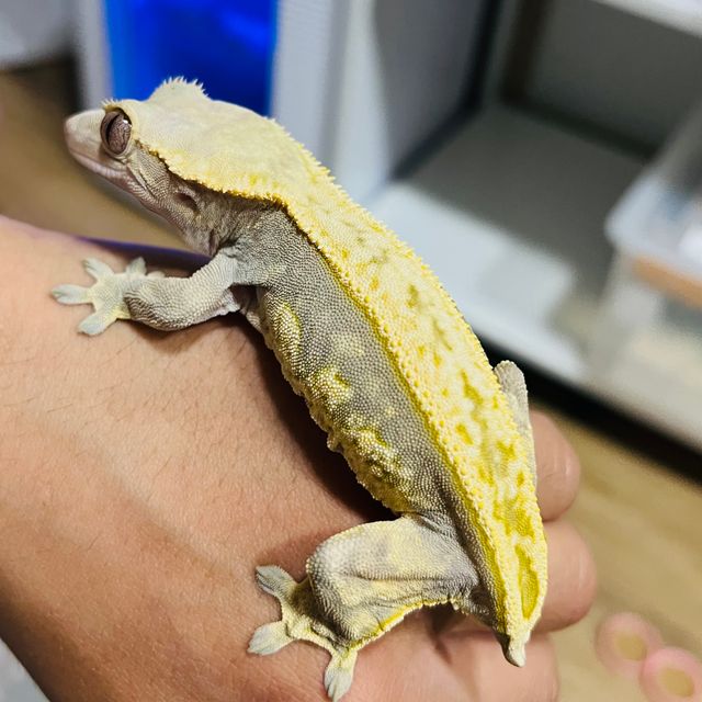 풀핀 다크