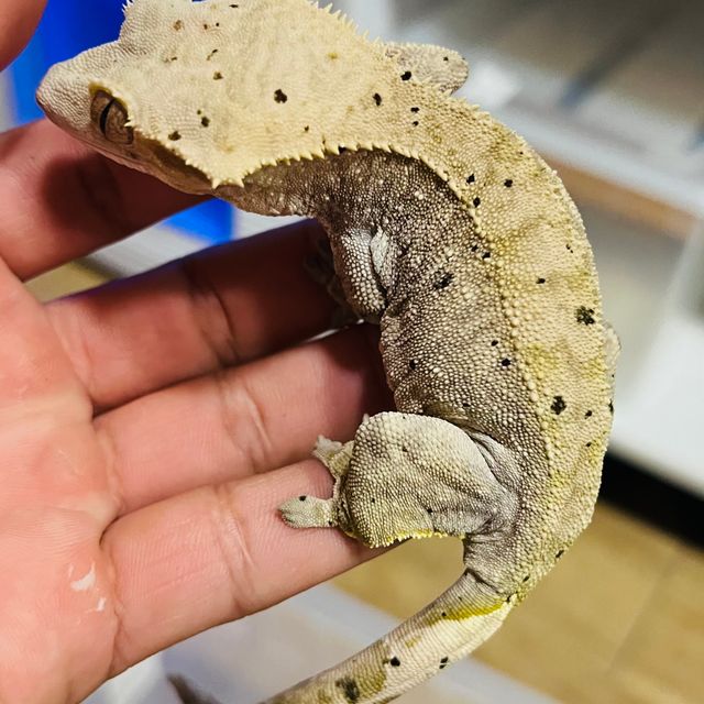챠콜 팬텀 달마시안
