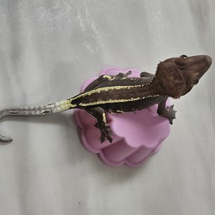 점x카라멜