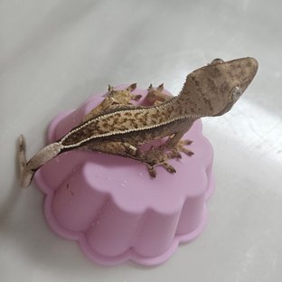 점x매불