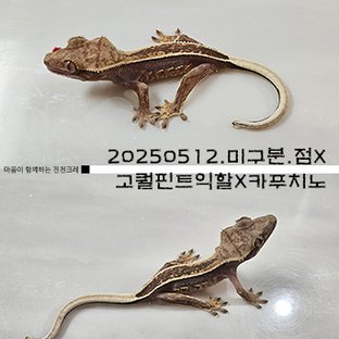 풀핀 엠티백 다크