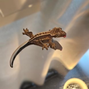 노멀 화이트포트홀 쿼드