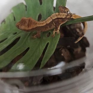 점없는 꾸덕라인