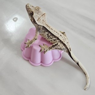 점x세루비