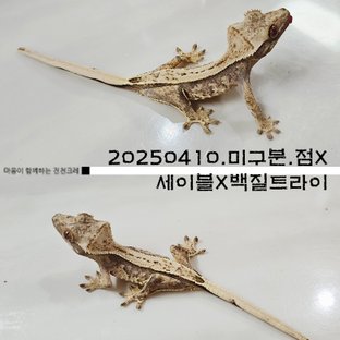 트라이 익스트림할리퀸