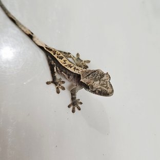 풀핀 쿼드 블랙